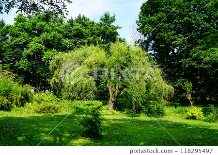 Hokkaido Purple Bamboo Garden Hokkaido Purple Bamboo Garden 118295497