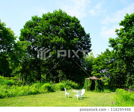 Hokkaido Purple Bamboo Garden 118295498