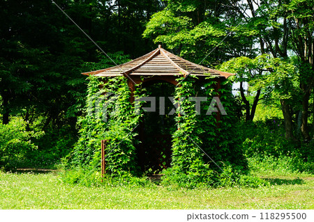 Hokkaido Purple Bamboo Garden Hokkaido Purple Bamboo Garden 118295500