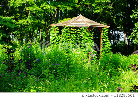 Hokkaido Purple Bamboo Garden Hokkaido Purple Bamboo Garden 118295501