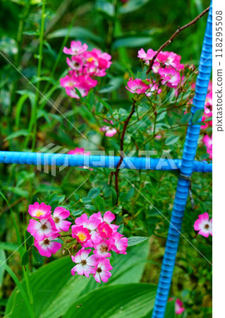 Hokkaido Purple Bamboo Garden Hokkaido Purple Bamboo Garden 118295508