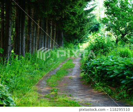 Hokkaido Purple Bamboo Garden Hokkaido Purple Bamboo Garden 118295510