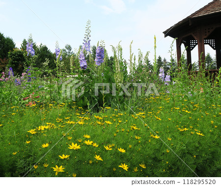 Hokkaido Purple Bamboo Garden Hokkaido Purple Bamboo Garden 118295520