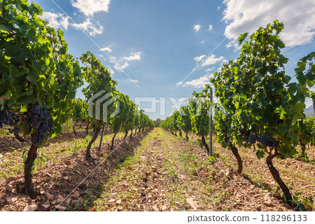 Rows of a vineyard with mountains in the background. Agriculture. Rows of a vineyard with mountains in the background. Agriculture. 118296133