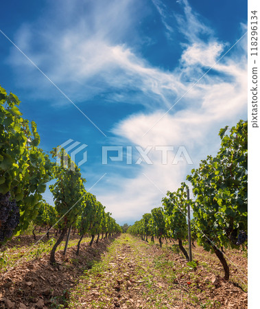 Rows of a vineyard with mountains in the background. Agriculture. Rows of a vineyard with mountains in the background. Agriculture. 118296134