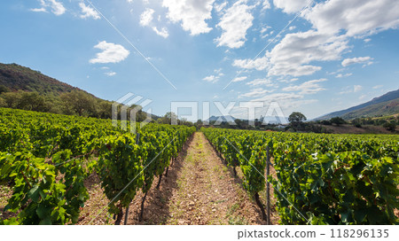 Rows of a vineyard with mountains in the background. Agriculture. 118296135