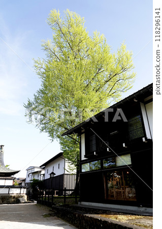 A large ginkgo tree swaying in the blue spring sky A large ginkgo tree swaying in the blue spring sky 118296141