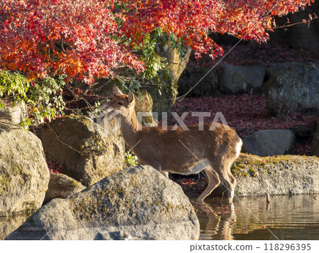 Autumn leaves and deer along the Yoshiki River in Nara Park Autumn leaves and deer along the Yoshiki River in Nara Park 118296395