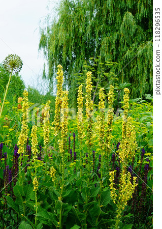 Ueno Farm, Hokkaido 118296535