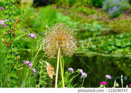 Ueno Farm, Hokkaido 118296547