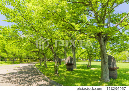 Fresh greenery at Seishin Central Park in Nishi Ward, Kobe City Fresh greenery at Seishin Central Park in Nishi Ward, Kobe City 118296967