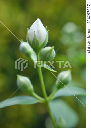 May 16th (2024) The buds of the Umehana Utsugi tree are swelling. The flower language is "elegance," "recollection," and "fragrance." May 16th (2024) The buds of the Umehana Utsugi tree are swelling. The flower language is "elegance," "recollection," and "fragrance." 118297067