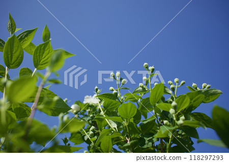 May 17th (2024) The buds of the Umehana Utsugi tree are swelling. The flower language is "elegance," "recollection," and "fragrance." 118297293