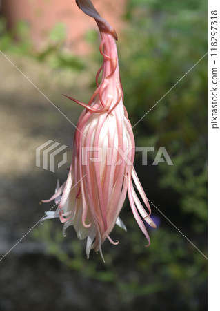 Dutchmans-pipe cactus 118297318
