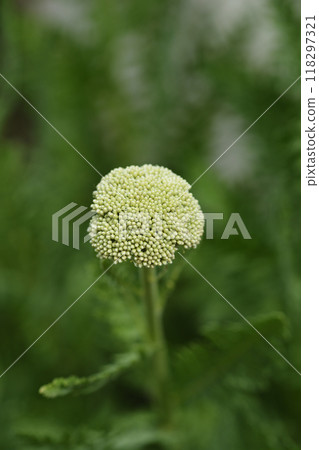 Fern-leaf yarrow 118297321