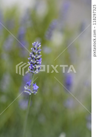 Common lavender 118297325