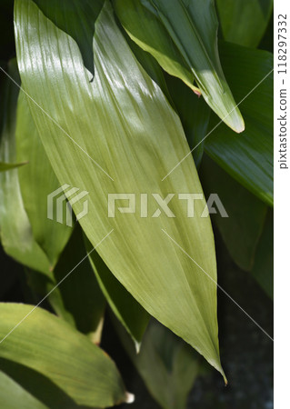 Cast-iron plant Cast-iron plant 118297332