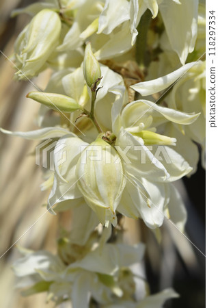 Variegated needle palm Bright Edge 118297334