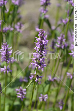 Common hedgenettle Common hedgenettle 118297338