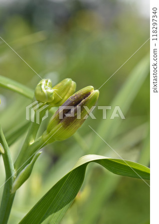 Daylily Night Embers Daylily Night Embers 118297340