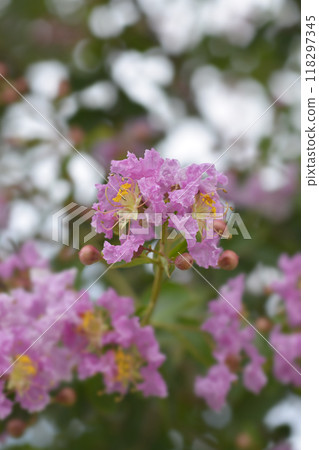 Crepe myrtle 118297345