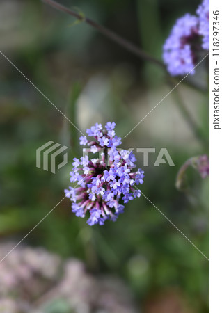Upright verbena Lollipop 118297346