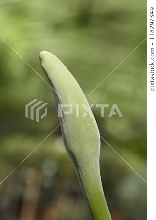 Giant alocasia Giant alocasia 118297349
