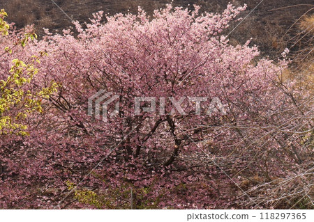 Jogasaki Sakura cherry tree pink flowers 118297365