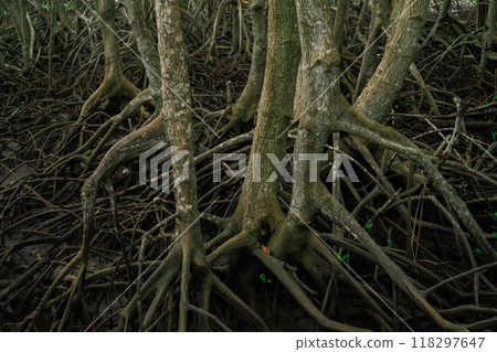 Mangrove roots emerging from muddy swamp waters. Essential habitat in coastal wetlands preserving marine life. Sustainable ecosystem protecting shorelines in tropical regions. Natural carbon sink. 118297647