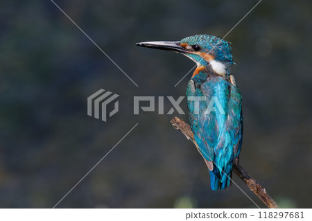 翠鳥住在樹枝上 118297681