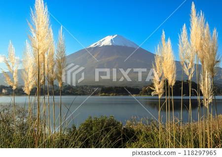 山梨郡河口湖町河口湖大石公園的蒲葦和富士山風景 山梨郡河口湖町河口湖大石公園的蒲葦和富士山風景 118297965