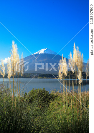 山梨郡河口湖町河口湖大石公園的蒲葦和富士山風景 118297969