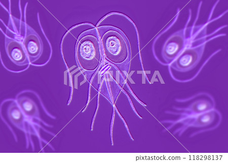 Giardia intestinalis protozoan, 3D illustration 118298137