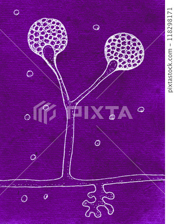 Detailed hand-drawn illustration showcasing the intricate structure and features of Rhizomucor fungi 118298171