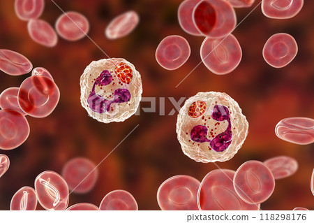 Anaplasma bacteria infecting neutrophils, causing various tick-borne diseases, 3D illustration Anaplasma bacteria infecting neutrophils, causing various tick-borne diseases, 3D illustration 118298176
