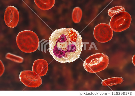 Anaplasma bacteria infecting neutrophils, causing various tick-borne diseases, 3D illustration Anaplasma bacteria infecting neutrophils, causing various tick-borne diseases, 3D illustration 118298178