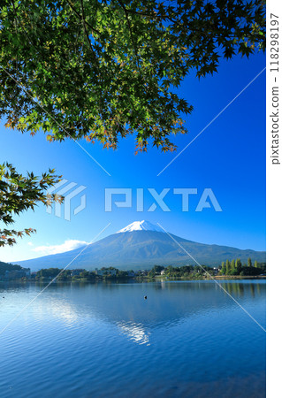 山梨縣河口湖鎮秋天的楓葉和新雪中的富士山 118298197