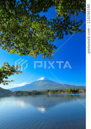 山梨縣河口湖鎮秋天的楓葉和新雪中的富士山 118298198
