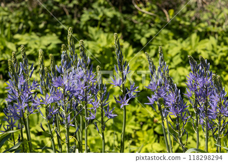 Camassia leichtlinii Caerulea flower in a garden 118298294
