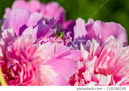 green grasshopper on pink peony flower close up green grasshopper on pink peony flower close up 118298298