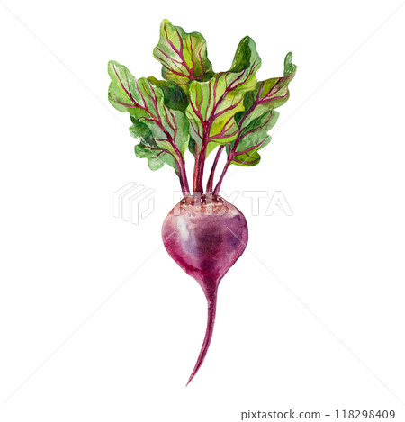 Beetroot watercolor. Hand drawn vegetable illustration isolated on white. For cards, food labels, packaging, banner for Harvest Day and Vegetarian Day. Beetroot watercolor. Hand drawn vegetable illustration isolated on white. For cards, food labels, packaging, banner for Harvest Day and Vegetarian Day. 118298409