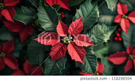 Traditional green and red poinsettia plants background. Wallpaper with Christmas star flowers. Best for warm and fairy Christmas holiday. Horizontal banner for background, banner 118298504