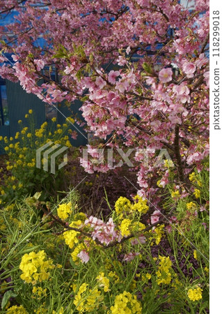 Springtime Kawazu Cherry Blossoms on the Koide River 118299018