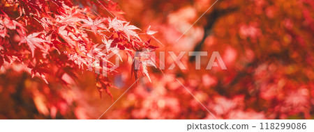 japan beautiful maple leaf travel background maple maple leaf 118299086