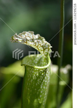 瓶子草 瓶子草 118299216