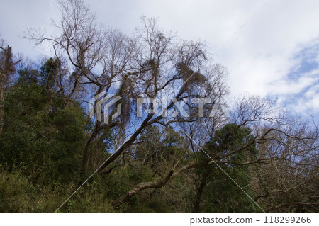 鎌倉市山崎台峰綠地、北大路魯山神星岡窯遺址 鎌倉市山崎台峰綠地、北大路魯山神星岡窯遺址 118299266