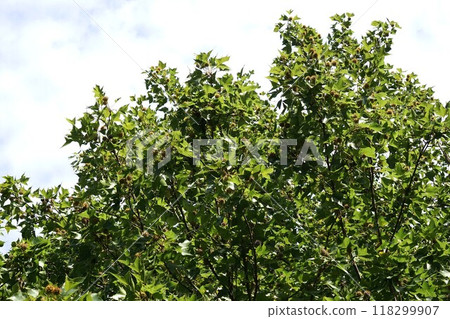 台灣胡・2024㋇　 118299907