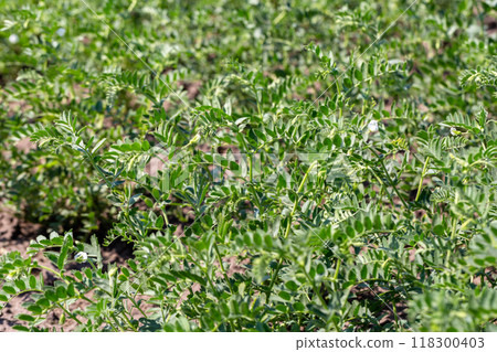 Chickpeas in garden with leaves. Chickpeas plant growing. 118300403