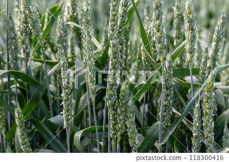 Macro close up of fresh young ears of young green wheat in spring summer field. Free space for text. Agriculture scene Macro close up of fresh young ears of young green wheat in spring summer field. Free space for text. Agriculture scene 118300416