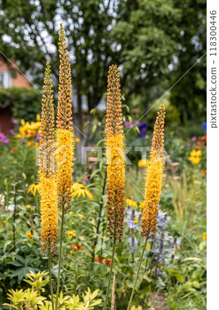 Eremurus Cleopatra Foxtail Lily in flowers garden 118300446